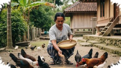 Racikan Pakan Hemat Untuk Ayam Kampung 1–3 Bulan, Biar Cepat Berisi Tanpa Boros