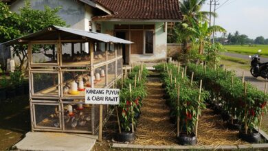 Pekarangan Kecil Tetap Produktif, 8 Susunan Puyuh dan Cabai Rawit yang Hemat Tempat