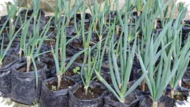 Panen Daun Bawang Dari Pot, Modalnya Cuma Sisa Dapur Dan Perawatan Ringan