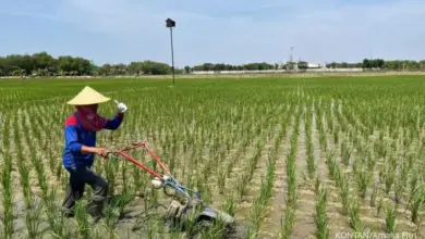 Kabut Masih Mengadang Di Sejumlah Wilayah Jawa Timur, Pasuruan Paling Panas Tembus 34°C