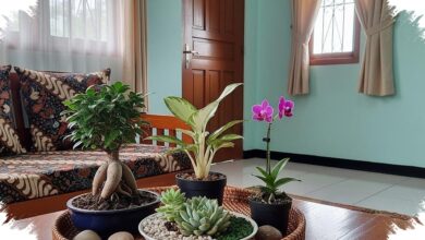 Tanaman Mini di Meja Tamu, Cara Sederhana Membuat Ruang Tamu Sempit Lebih Bernyawa