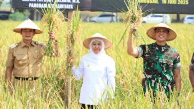 Lonjakan Panen Bikin Jatim Makin Tak Terkejar, Proyeksi GKG Tembus 7,71 Juta Ton