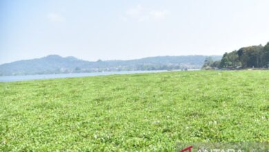 Eceng Gondok Makin Meluas Di Waduk Darma, Kuningan Siapkan Aksi Serentak Bersama Warga