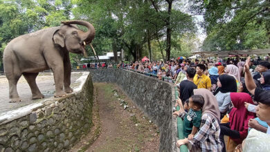 Lebih Dari Sekadar Wisata Edukatif, Ini Cara Menjaga Anak Tetap Aman Saat Ke Kebun Binatang