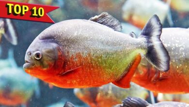 Empat Ikan Hias Ini Tampak Menawan, Tetapi Bisa Saling Menyakiti Saat Dicampur Di Akuarium