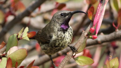 Dari Tampak Hitam Mengilap, Burung Ini Menyimpan Kilau Hijau Dan Ungu Yang Tak Terduga
