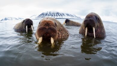 Kumis Tajam, Gading Panjang, dan Tubuh Berlemak yang Membuat Walrus Bertahan di Arktik