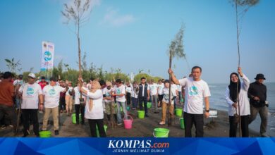 Pantura Diperkuat Dari Ujung Pesisir, 92.290 Bibit Mangrove Ditanam Serentak di Jateng